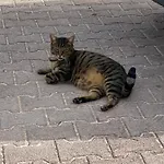 Vakantiehuis Fra Gli Ulivi *