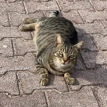 Holiday home Fra Gli Ulivi Morano Madonnuccia