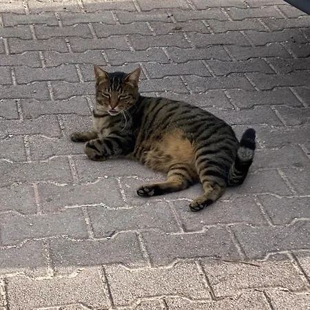 Dom wakacyjny Fra Gli Ulivi *