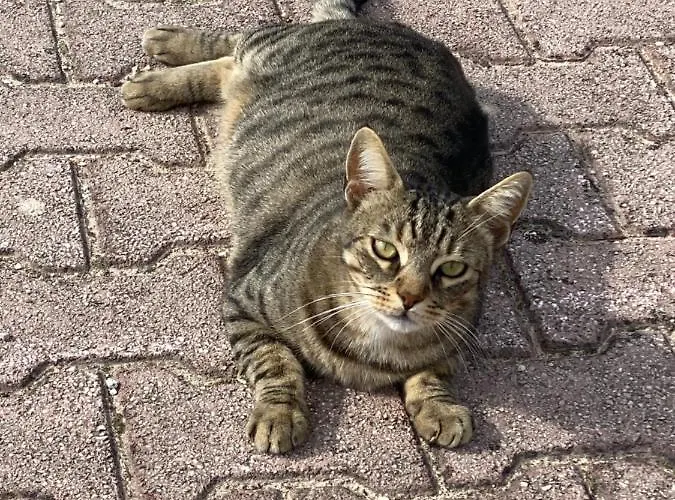 بيت للعطل Fra Gli Ulivi Morano Madonnuccia