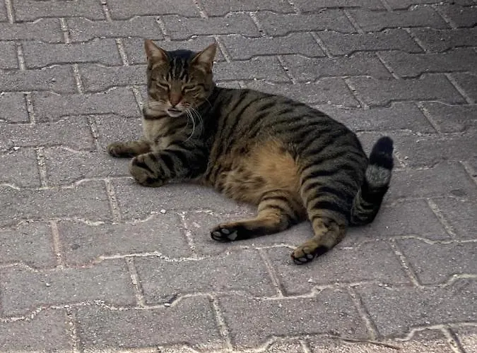 بيت للعطل Fra Gli Ulivi *